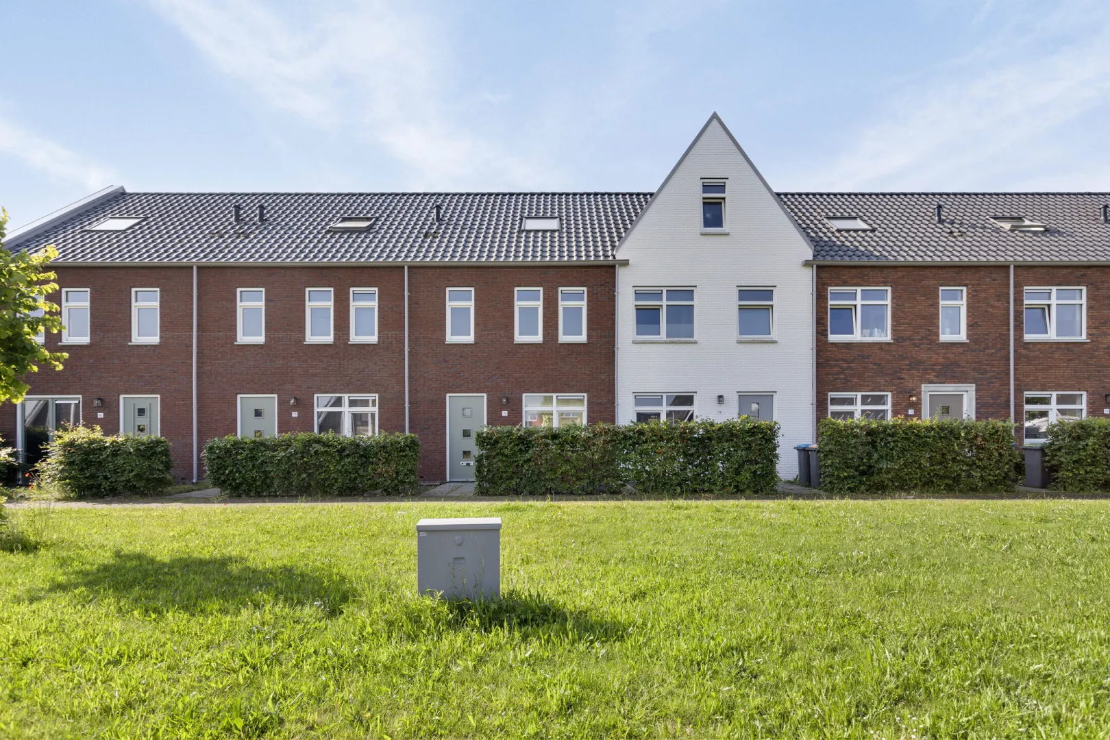 Satijnzwam 113